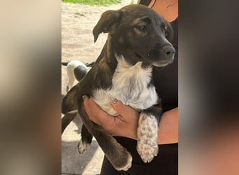 Ava, zauberhaftes Hundemädchen sucht ihre Menschen