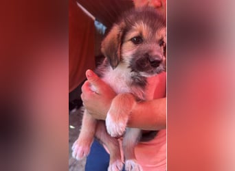 Dana, kleines Hundekind sucht Anschluss