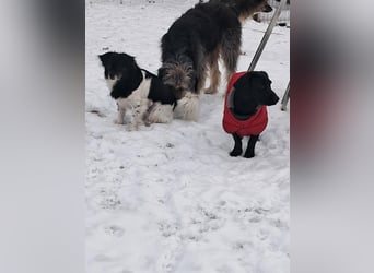 Maya, zauberhafte Hündin sucht Gesellschaft