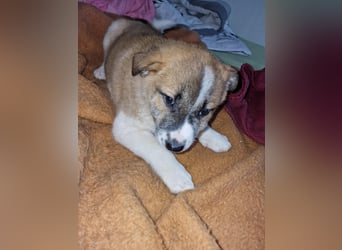 Tyler, kleiner Hundemann auf der Suche nach dem Glück