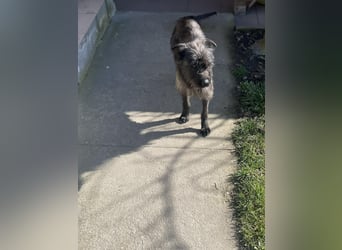 Xana, Hundemama sucht liebevolles Zuhause