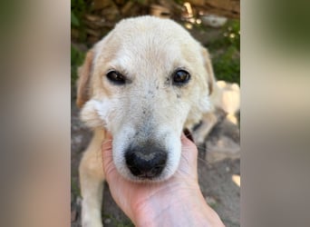 OSKAR ❤ EILIG! sucht Zuhause oder Pflegestelle