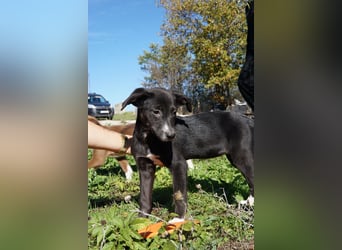 LANYA ❤  wartet in 24619 Rendswühren auf Dich