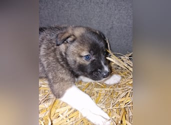 Timi, kleiner Hundemann sucht seine Menschen