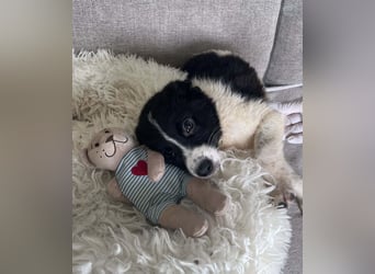 FRITZI ❤️ SEHR EILIG!  sucht Zuhause oder Pflegestelle