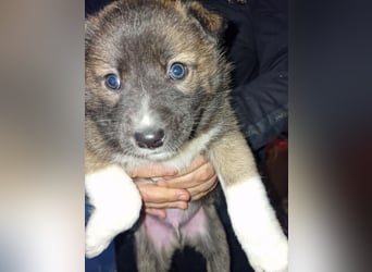 Timi, kleiner Hundemann sucht seine Menschen