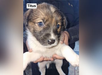 Titus sucht seine Menschen für immer