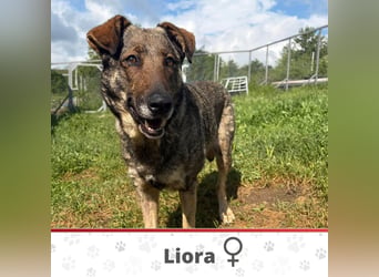 LIORA ❤  wartet in 30419 Hannover auf Dich