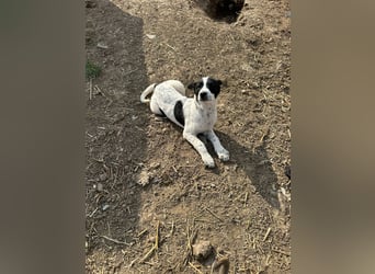Xia,  verschmust, liebenswert sucht ihr Körbchen