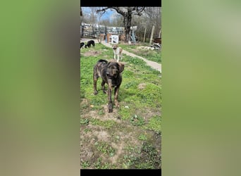 DENIS ❤ EILIG! sucht Zuhause oder Pflegestelle