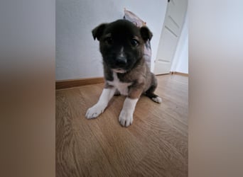 Timi, kleiner Hundemann sucht seine Menschen