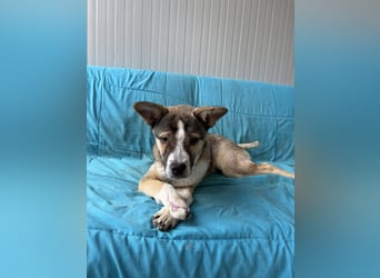 MISHA ❤ EILIG! sucht Zuhause oder Pflegestelle