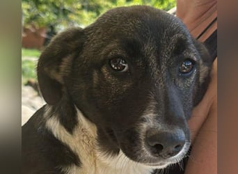 Arielle, kleine Zuckerschnute sucht Bleibe für immer