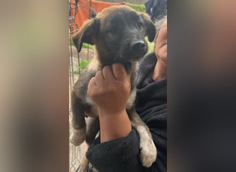 Alleen, kleine Schönheit sucht liebevolles Zuhause