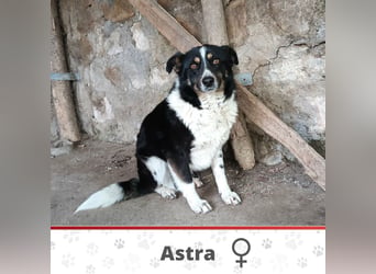 ASTRA❤ EILIG! sucht Zuhause oder Pflegestelle