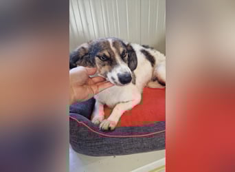 GERRY ❤ SEHR EILIG! sucht Zuhause oder Pflegestelle