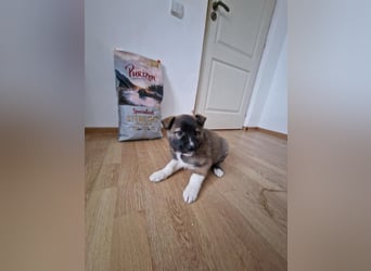 Timi, kleiner Hundemann sucht seine Menschen