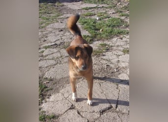 CARLOS ❤️ sucht Zuhause oder Pflegestelle