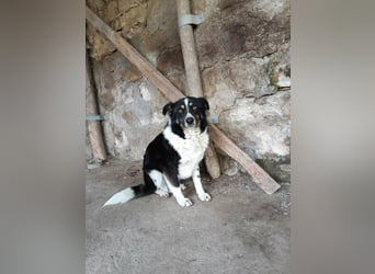 ASTRA❤ EILIG! sucht Zuhause oder Pflegestelle