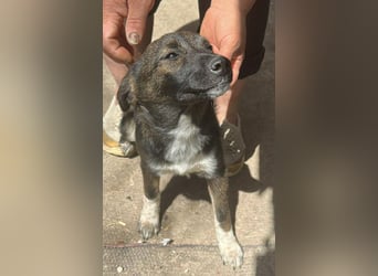 Alleen, kleine Schönheit sucht liebevolles Zuhause