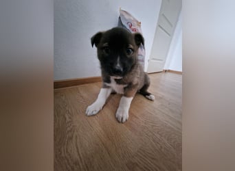 Timi, kleiner Hundemann sucht seine Menschen