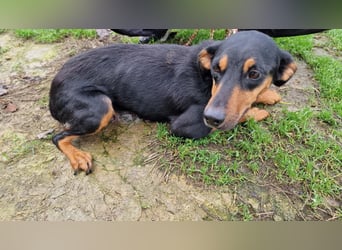 LOVY ❤️ Sehr EILIG! sucht Zuhause oder Pflegestelle