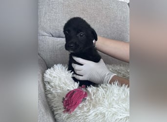 FINE ❤️ SEHR EILIG! sucht Zuhause oder Pflegestelle