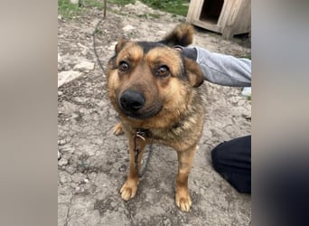 ALI ❤ EILIG! sucht Zuhause oder Pflegestelle