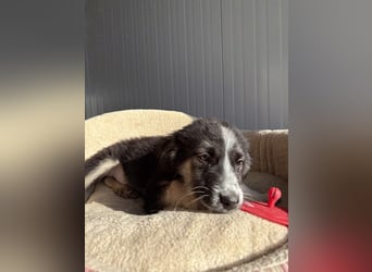 RONDA ❤  wartet in 42281 Wuppertal auf Dich