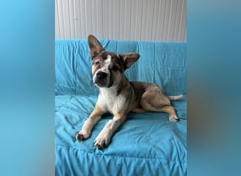 MISHA ❤ EILIG! sucht Zuhause oder Pflegestelle