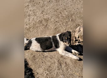 Vasko, hübscher Hundebub sucht liebevolle Menschen