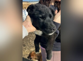 Wolle, lustiger Hundebub sucht sein Glück