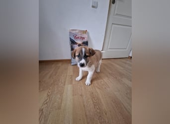 Tyler, kleiner Hundemann auf der Suche nach dem Glück