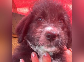 Dalia, Hundekind sucht Familienanschluß