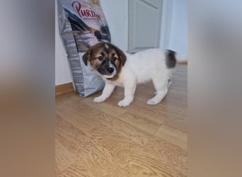 Titus sucht seine Menschen für immer