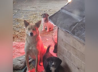 Talia, junge Hundemama sucht Körbchen zum Bleiben