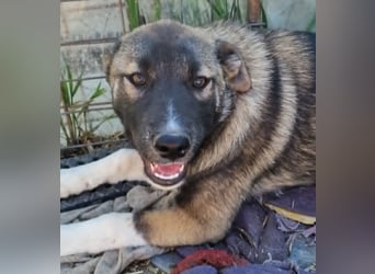 Timi, kleiner Hundemann sucht seine Menschen