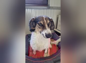 GERRY ❤ SEHR EILIG! sucht Zuhause oder Pflegestelle