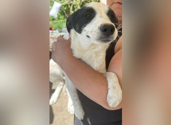 Amelia, kleines Hundefräulein sucht liebevolle Hände