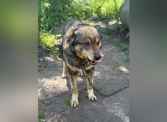 DIMITRI ❤ EILIG! sucht Zuhause oder Pflegestelle