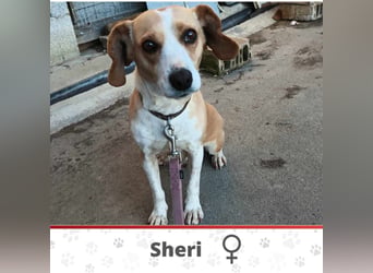 SHERI ❤ SEHR EILIG sucht Zuhause