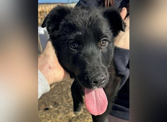 Wolle, lustiger Hundebub sucht sein Glück