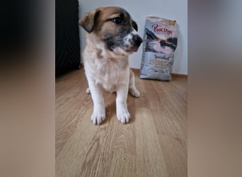 Tyler, kleiner Hundemann auf der Suche nach dem Glück