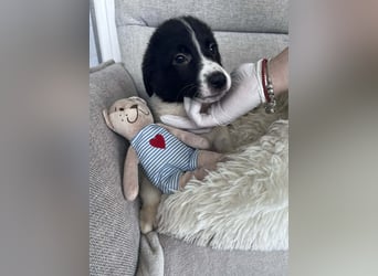 FRITZI ❤️ SEHR EILIG!  sucht Zuhause oder Pflegestelle