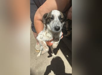 Ani, kleines Hundemädchen sucht ihre Menschen