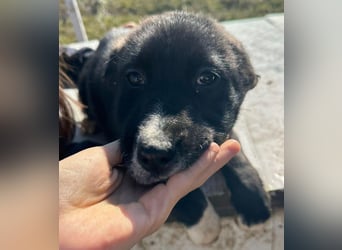 Woopy, wunderschönes Hundemädchen sucht zuverlässige Menschen