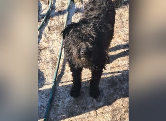 Milla, schwarzer Wuschel sucht Körbchen