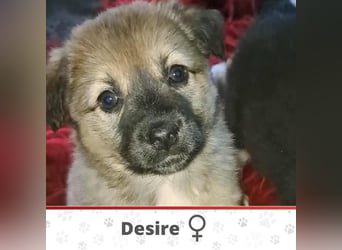DESIRE ❤  wartet in 64380 Roßdorf auf Dich