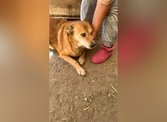 Ein Körbchen für Vulpi