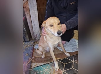 Talia, junge Hundemama sucht Körbchen zum Bleiben